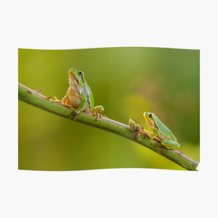 Poster - Two tree frogs on a branch