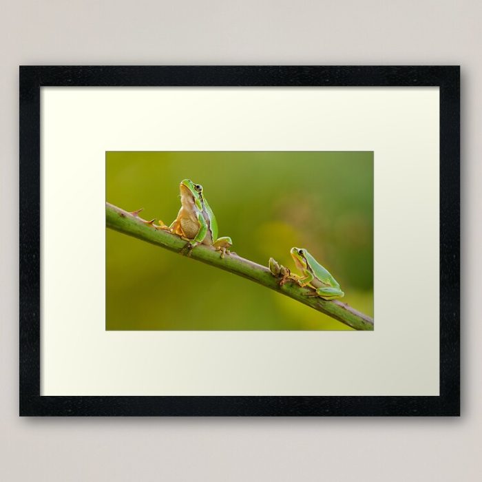 Framed Art Print - Two tree frogs on a branch