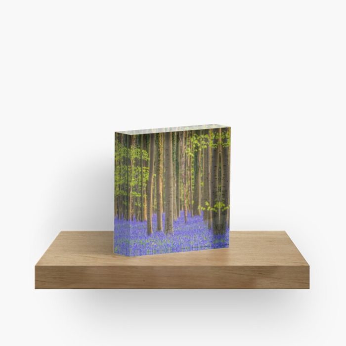Acrylic Block - Bluebells Forest