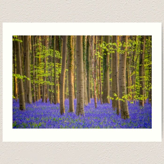 Springtime at Hallerbos - Art Print