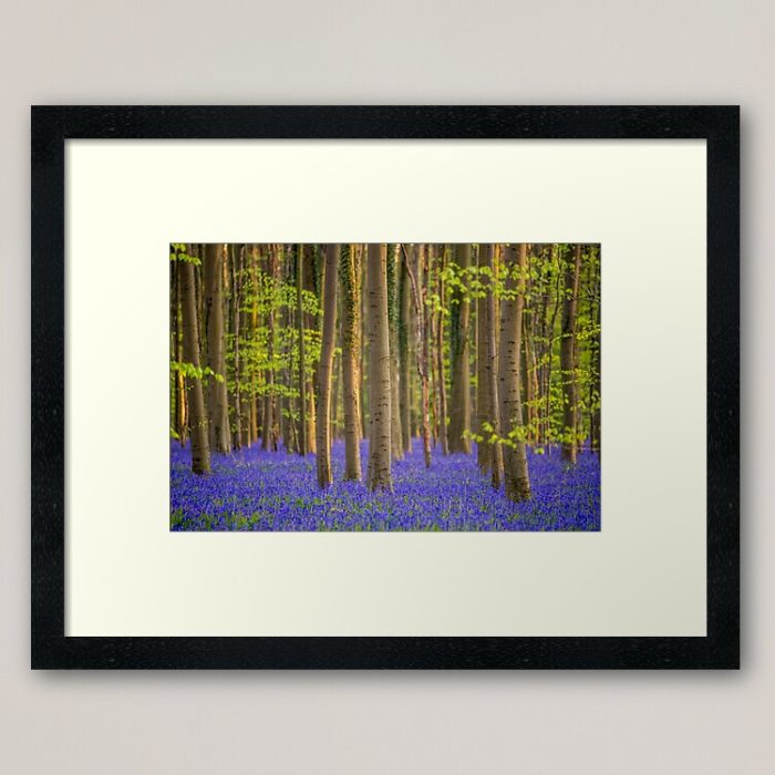 Framed Art Print - Bluebells at Hallerbos (Belgium)